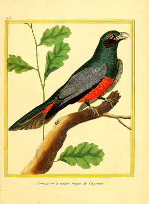 Red-bellied Trogon from Cayenne (print)