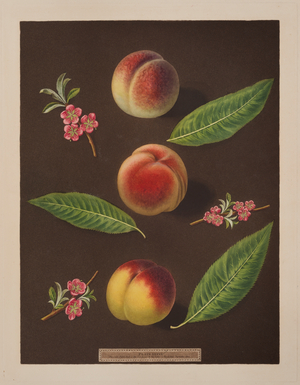 Chancellor, Catherine and the Old Newington peaches (colour litho)