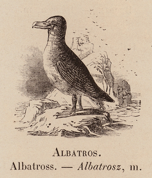 Le Vocabulaire Illustre: Albatros; Albatross; Albatrosz (engraving)