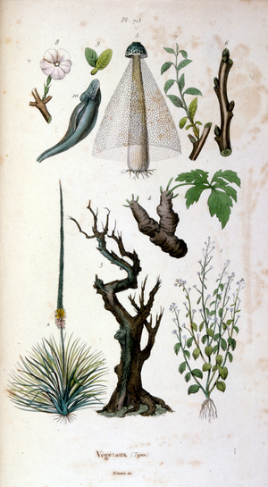 Botanical and zoological illustration by F. E. Guérin. From Dictionnaire pittoresque d'histoire naturelle et des phénomènes de la nature-1833/1834