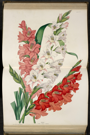 Gladiolus Gandavensis. Sometimes called the 'Sword lily', but usually by its generic name (plural gladioli.)
Gladiolus. 1. Adonis; 2. Danaé; 3. Archimède