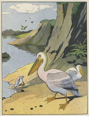 Pelicans (colour litho)