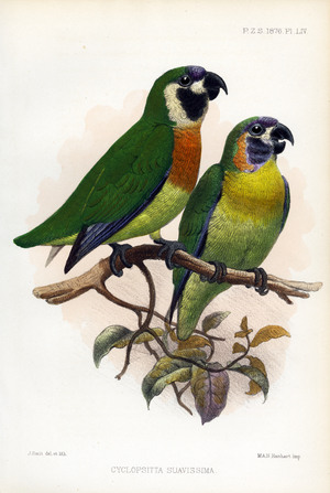Sweet Fig Parrot (print)