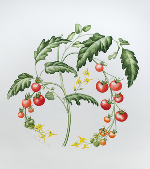 Tomatoes (w/c on paper)