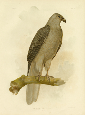 Whistling Eagle Or Whistling Kite, 1891 (colour litho)