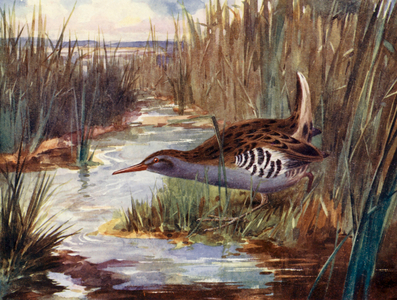 Water-rail (colour litho)