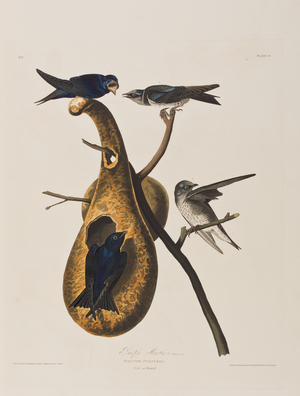 Illustration from 'Birds of America', 1827-38 (hand-coloured engraving & aquatint)