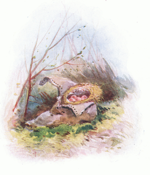 A nest of dry grasses and dead leaves in an old boot, illustration from Master Bob Robin published by Frederick Warne & Co, c.1920 (colour litho)