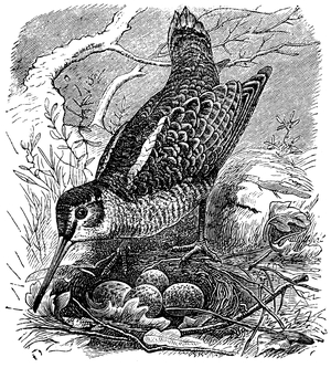 Woodcock