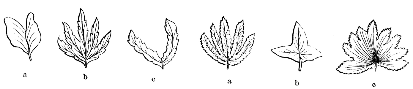 Leaf shapes