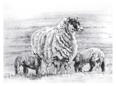 Proud, 2012, (pencil drawing)