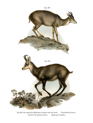 Gray Goral, 1860 (colour litho)