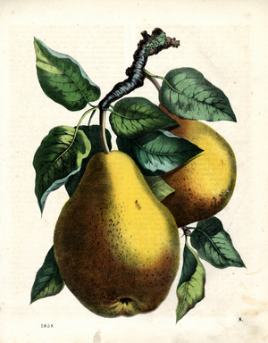 Ripe pear fruit on branch (hand-coloured litho)