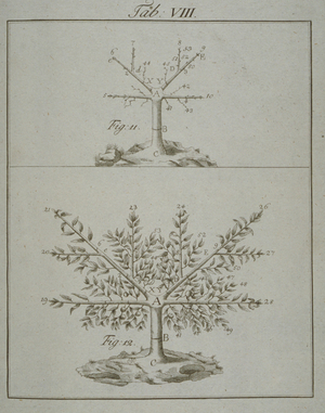 Stages in Pruning - 3