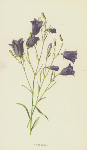 Harebell (chromolitho)
