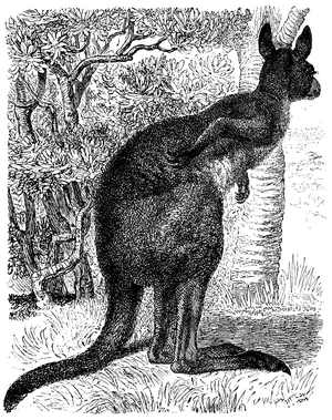 Eastern Grey Kangaroo