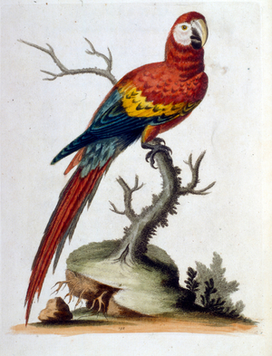 Watercolour illustration from a book of rare birds by G Edwards 1750. George Edwards (1694-1773) was a British naturalist and ornithologist. He travelled extensively through Europe, studying natural history and birds in particular. He gained some recognition for his coloured drawings, and published his first work in 1743-the first volume of A Natural History of Uncommon Birds.