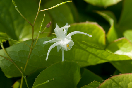 Epimedium grandiflorum, 2010 (photo)