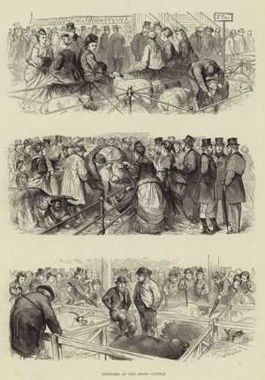 Sketches at the Show, Cattle (engraving)