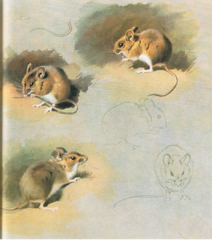 Woodmouse, pub. by Book Club Associates, 1972 (colour litho)