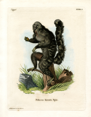 Monk Saki (coloured engraving)