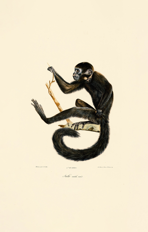 Black Spider Monkey (male), 1824 (hand-coloured litho)