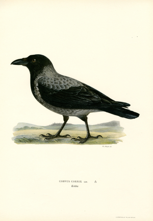 Hooded crow (colour litho)