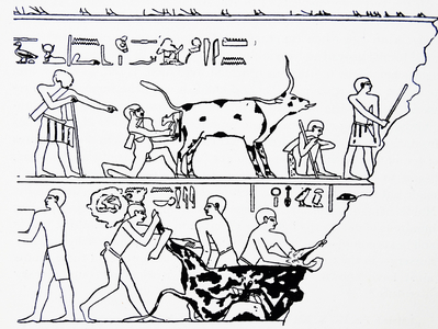 Freize depicting a cattle herders of the 14th Dynasty Upper Egyptian nome