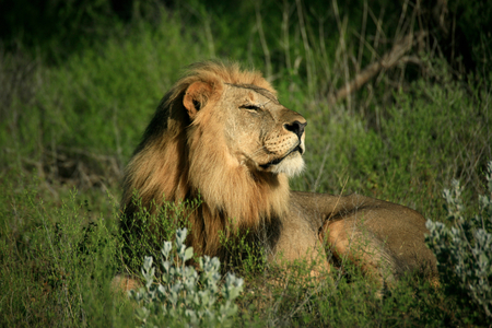 Lion smelling the air (photo)