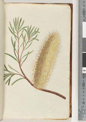 Page 24. Unnamed flowering plant (Watling 426/361) (w/c)