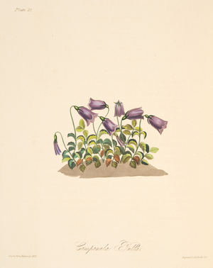 Russet Bell Flower, from Floral Illustrations of the Seasons, pub. 1829 (hand coloured engraving)