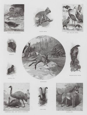 Wombat and Platypus, Native Bear, New Zealand Birds, Opossum, Kangaroos, Wedge-Tailed Eagle, Cassowary, Emu and Native Companion, Lyre Bird, Native Dog (engraving)