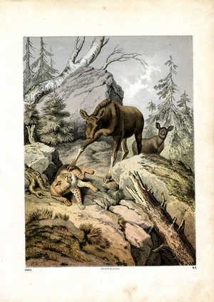 Moose Defending Against a Lynx (engraving)