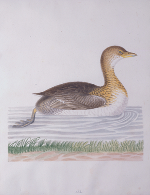 Grebe, Didapper, or Water Witch, 1790 (w/c on paper)