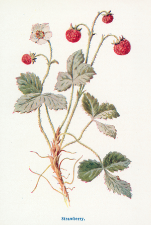 Wild Fruits of the Country-side: Strawberry (colour litho)