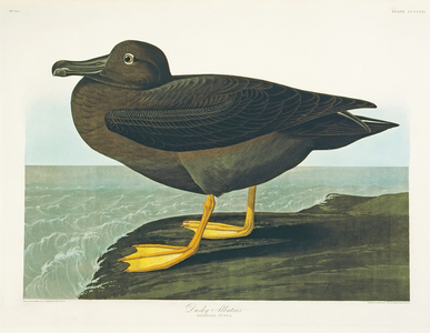 Phoebetria palpebrata, light-mantled albatross, Plate 407 from John James Audubon's Birds of America, original double elephant folio, 1827-30 (hand-coloured aquatint)