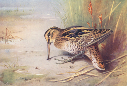 Great Snipe (colour litho)