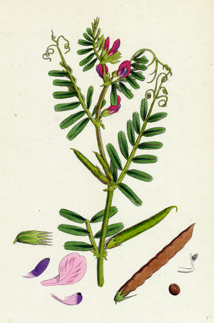 Vicia Eu-Sativa Common Cultivated Vetch