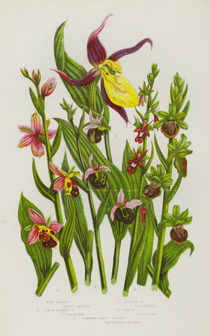 Flowering Plants of Great Britain: Bee Ophrys, Late Spider Ophrys, Spider Ophrys, Fly Ophrys, Common Lady's Slipper (colour litho)