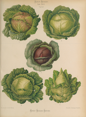 Variety of cabbages (Brassica oleracea), c.1876-82 (colour litho)