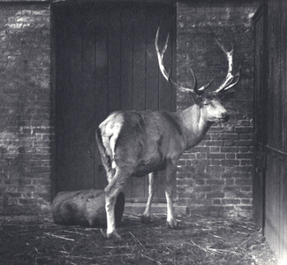 Wallich's Deer, also known as the Shou, Central Asian or Tibetan Red Deer, in London Zoo, December 1917 (b/w photo)