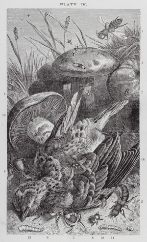 British Insects: Rove Beetles and Burying Beetles (engraving)