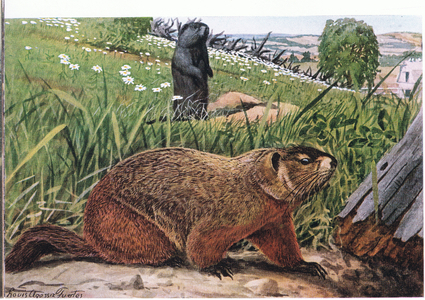 Woodchuck best known of all the Marmots, feeds on pasture