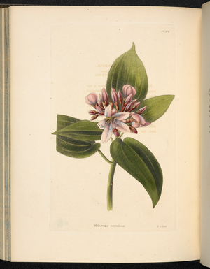 Melastoma corymbosa
