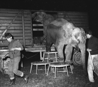 Sørlandet, summer 1962. When the elephants came to Evje: Four days' struggles for …, 1962 (photo)