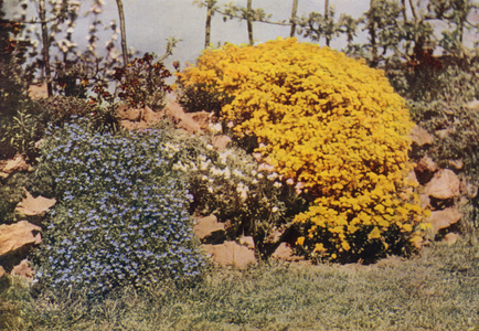 Image of Rock Roses, Old Lodge, Taplow, Berkshire, 1957 by Spencer
