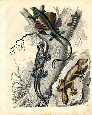 Various Lizard Species on a Tree Trunk (hand-coloured litho)