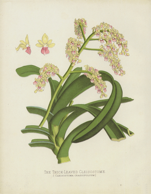 The Thick-Leaved Cleisostome, Cleisostoma Crassifolium (chromolitho)