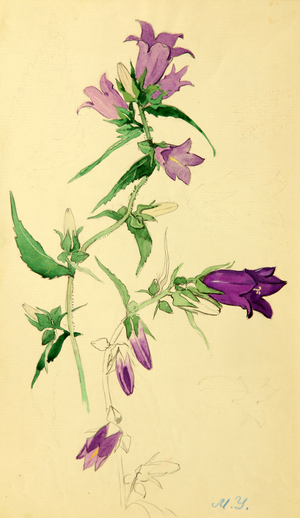 Bellflower, 1950 (watercolour on paper)