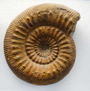Stephanoceras humphriesianum
